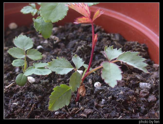 ���������¼�