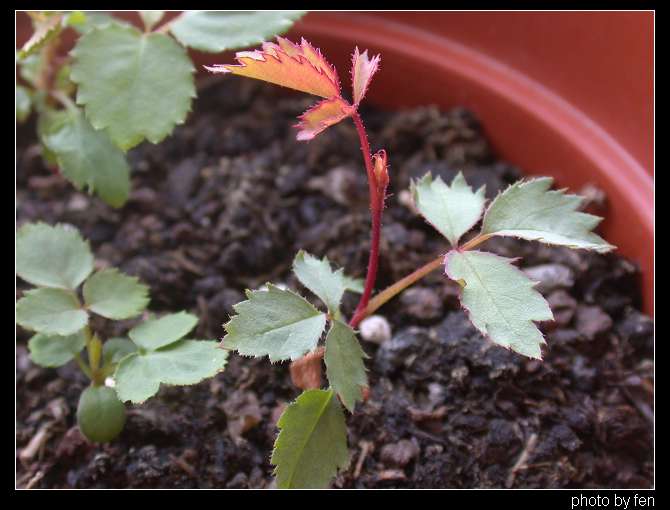 ���������¼�������5Ƭ��Ҷ�����������ˣ�