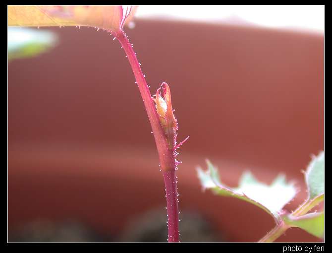 ���������¼�������5Ƭ��Ҷ�����������ˣ�