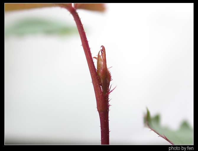 ���������¼�������5Ƭ��Ҷ�����������ˣ�