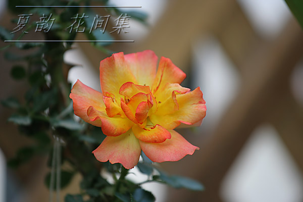 ���伯------�ҵ��¼���԰