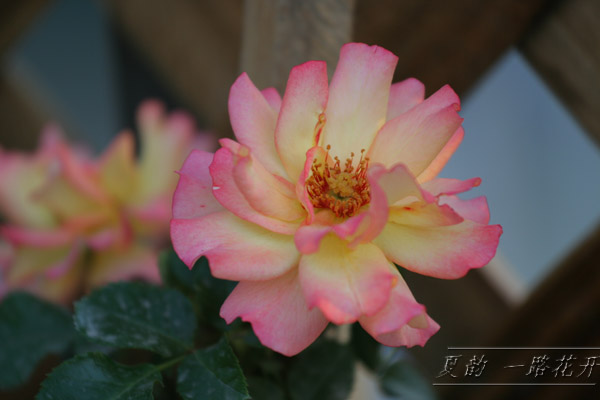 ���伯------�ҵ��¼���԰