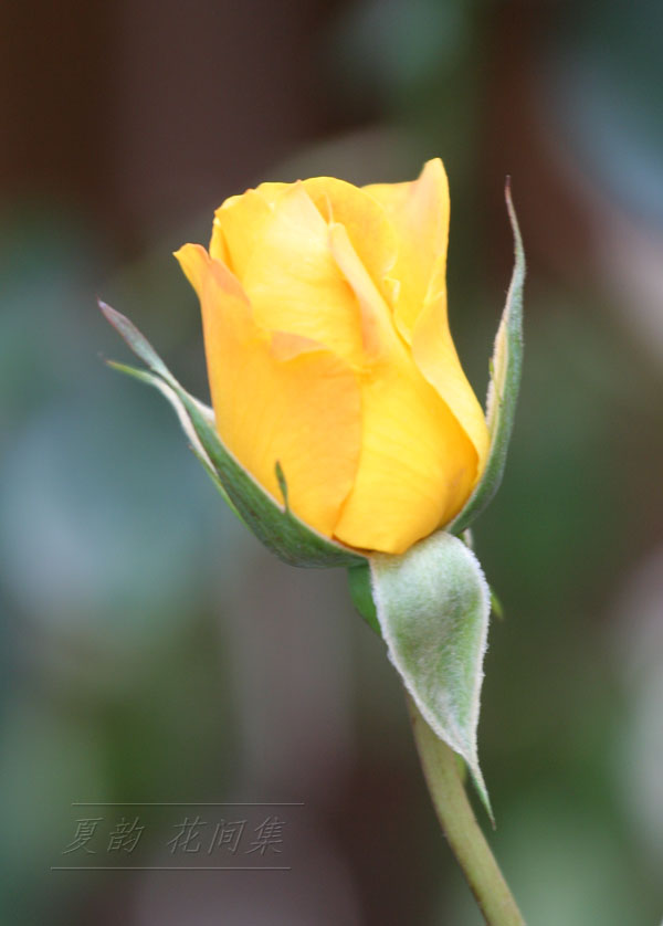 ���伯------�ҵ��¼���԰