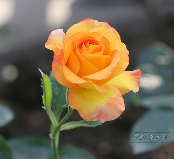 ���伯------�ҵ��¼���԰