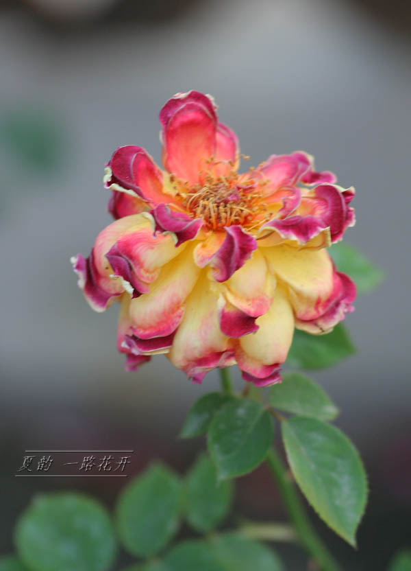 ���伯------�ҵ��¼���԰