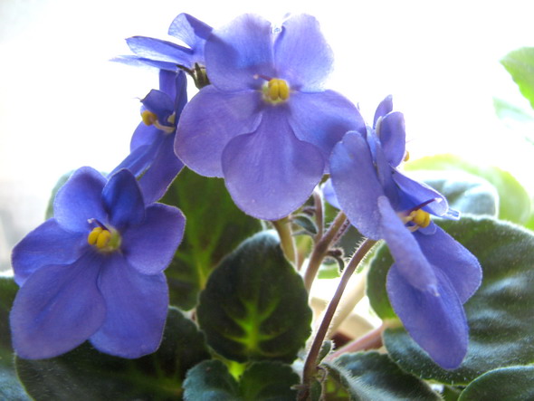 ���¼ҵ�������