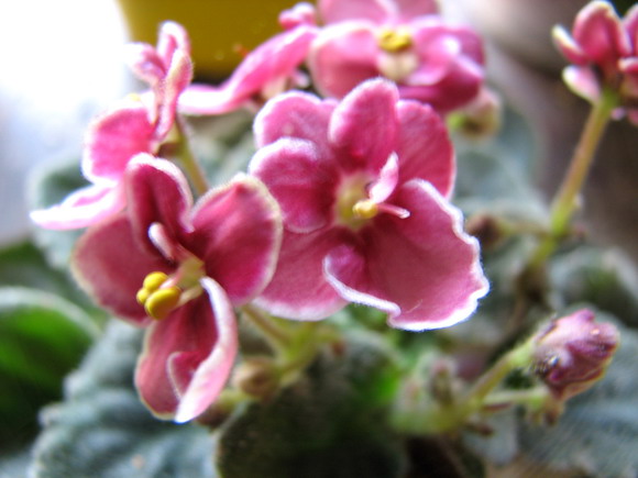 ���¼ҵ�������