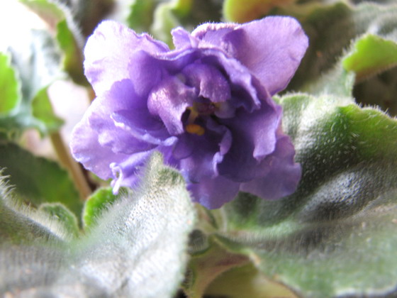 ���¼ҵ�������