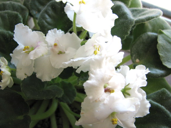 ���¼ҵ�������