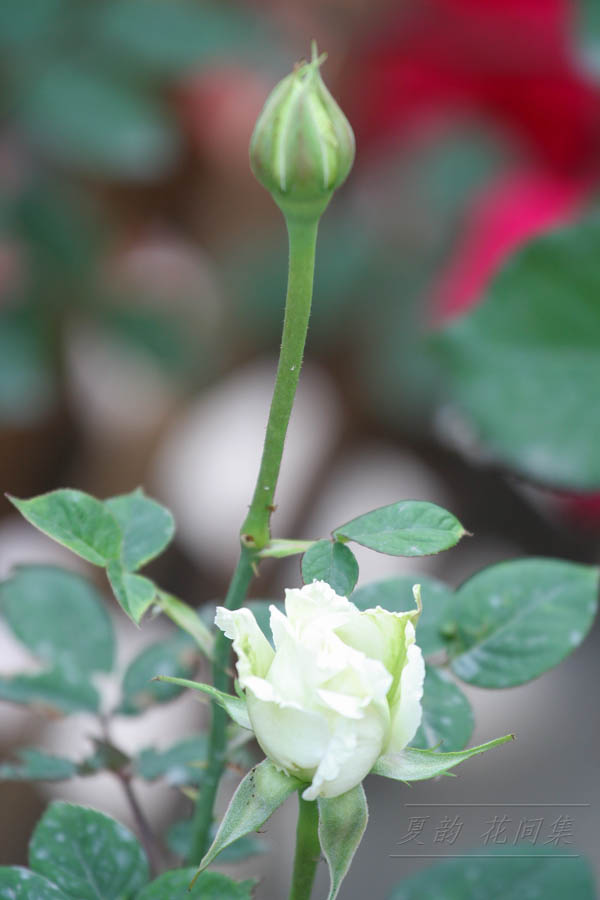 ���伯------�ҵ��¼���԰