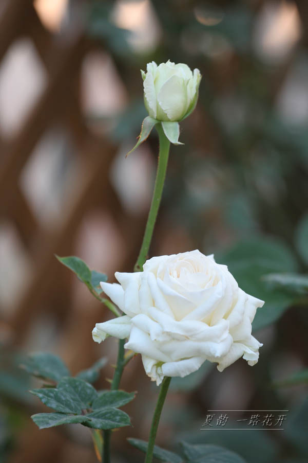 ���伯------�ҵ��¼���԰