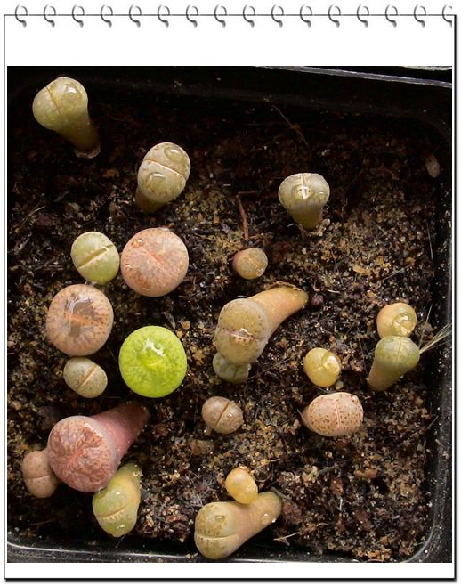 ���˲���