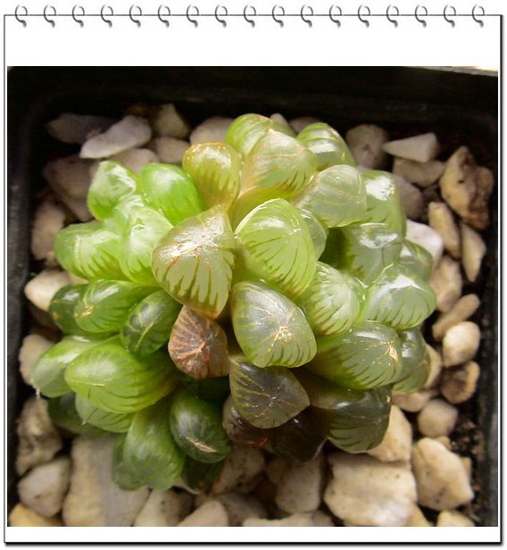 ���˲���