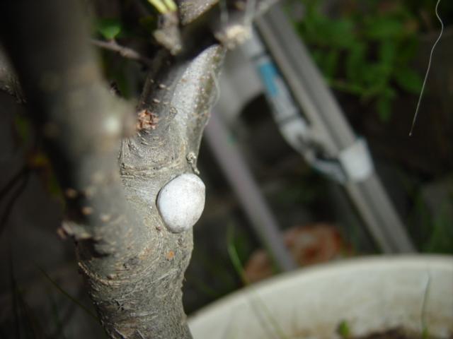 ��Ұ��æ�������޺����ϳ�����ɶ��������