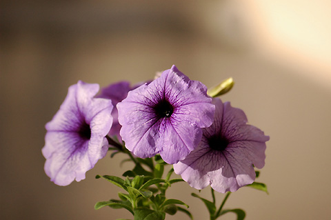 ������ţţ������ţ���£УУ�