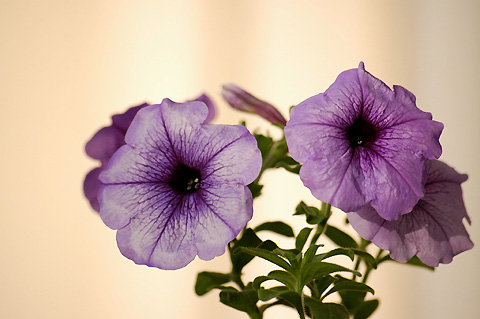 ������ţţ������ţ���£УУ�