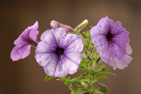 ������ţţ������ţ���£УУ�