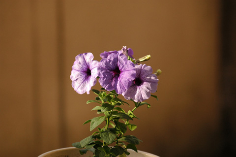 ������ţţ������ţ���£УУ�