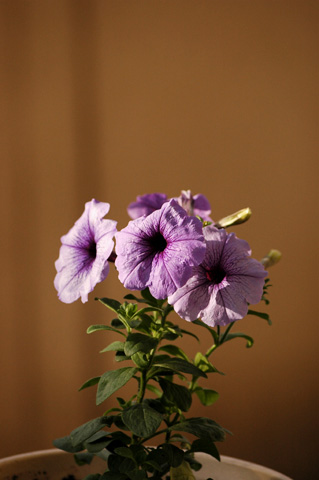 ������ţţ������ţ���£УУ�