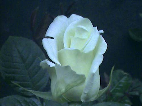 �����ҵ��¼�
