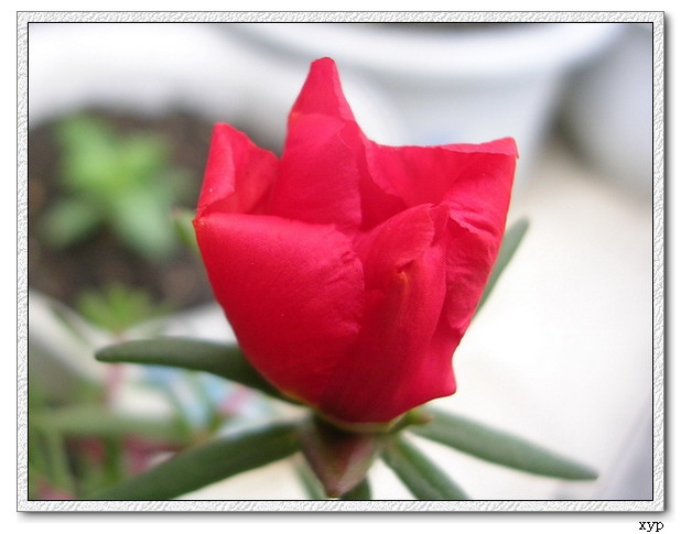 ���ĵ�̫����