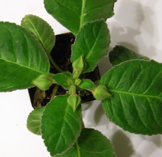 ���������ڡ���������������  P13  ����   *-*����Ļ�԰*-*