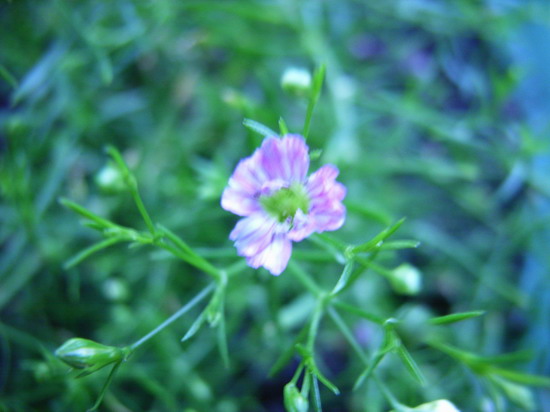 ���������ڡ���������������  P13  ����   *-*����Ļ�԰*-*