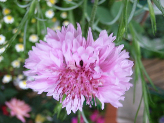 ���������ڡ���������������  P13  ����   *-*����Ļ�԰*-*