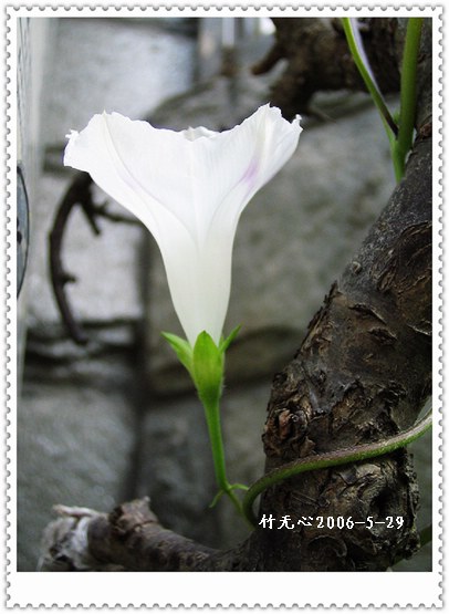 �����ţ��P3����ţ��һ�俪��Ҳ���á���