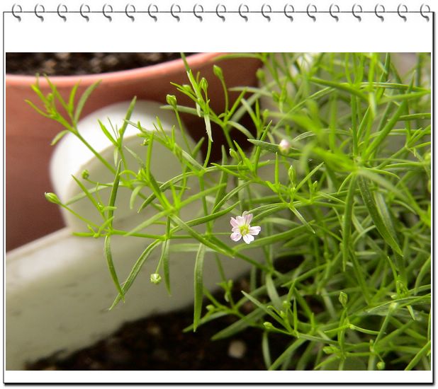 06��һЩ����--��ֻС��è