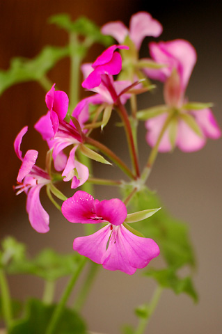 �����ķ���