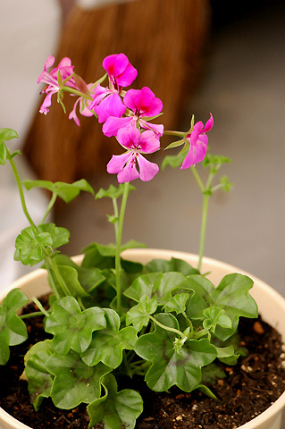 �����ķ���