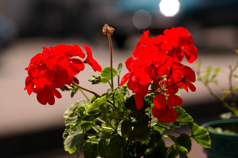 �����ķ���