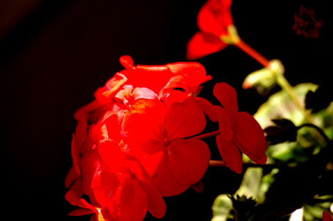 �����ķ���