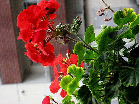 �����ķ���