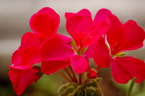 �����ķ���