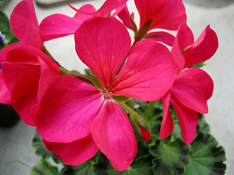 �����ķ���