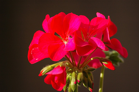 �����ķ���