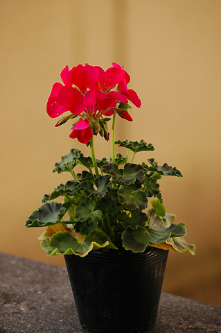 �����ķ���