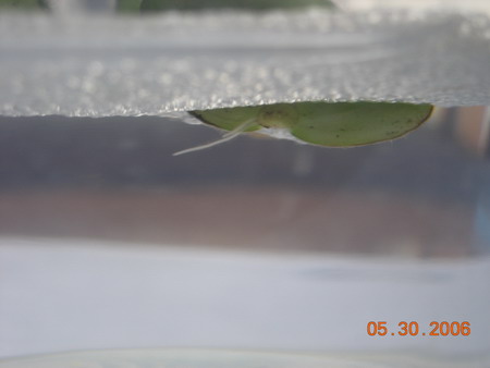 ��лgxq�����������ǣ�