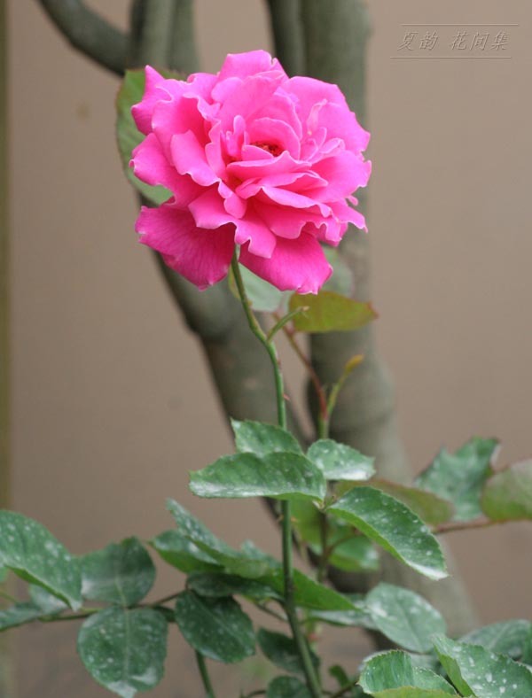 ���伯------�ҵ��¼���԰