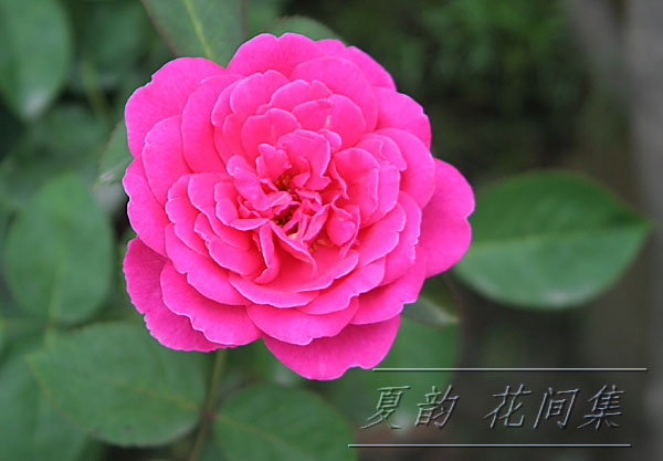 ���伯------�ҵ��¼���԰