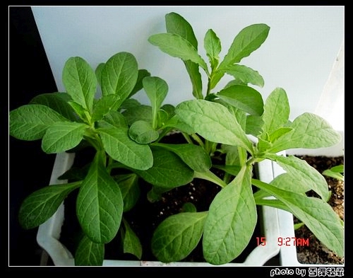 �ӻ��Ӳݡ���