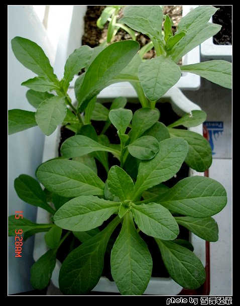 �ӻ��Ӳݡ���