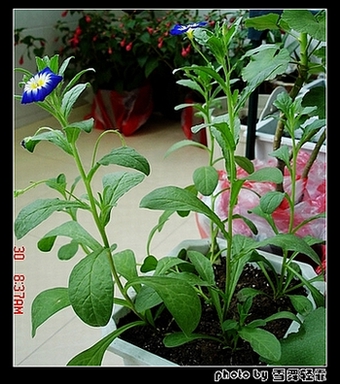 �ӻ��Ӳݡ���