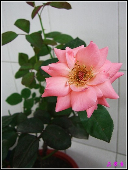 ��������¼���԰:XYP,��ݮ�����������¼�