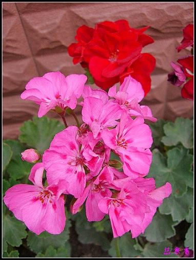 �������ÿ�