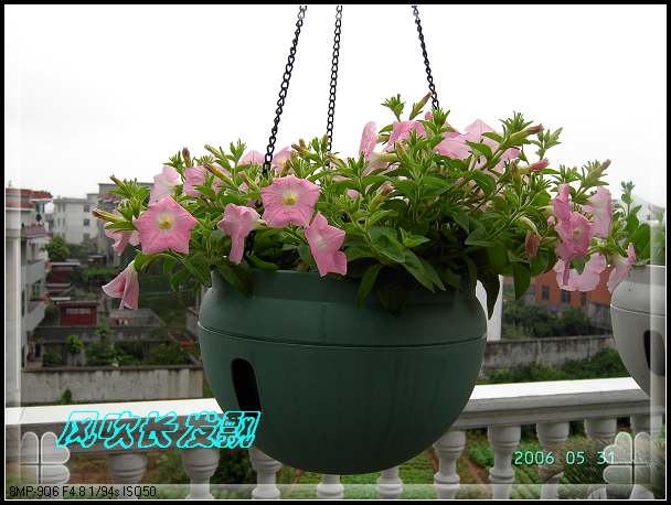 ����24�ո���ţ����һ���»�ɫ5.30��ţţ�ֿ��»�ɫ