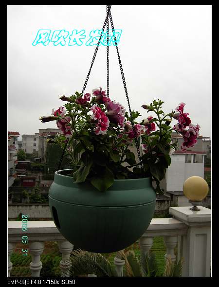 ����24�ո���ţ����һ���»�ɫ5.30��ţţ�ֿ��»�ɫ