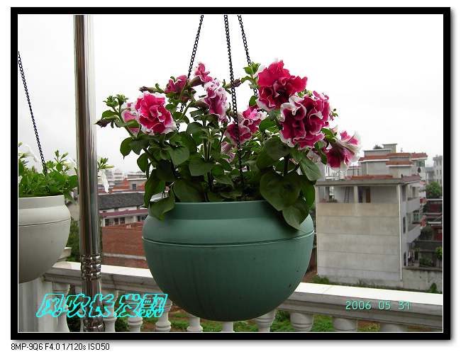 ����24�ո���ţ����һ���»�ɫ5.30��ţţ�ֿ��»�ɫ